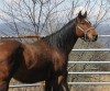 Tyrees Classy Lady- Photo 3