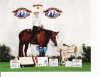 Horse For Sale: HEART OF THE ASSET- Photo 1