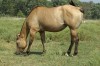 Horse For Sale: Dun Two Eyed- Photo 1