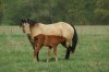 Horse SOLD: Karins Sheena- Photo 1