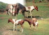 Horse For Sale: APACHEE- Doc O'Lena Bloodline- Photo 1