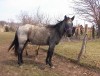 Horse For Sale: CATBALOU FLITWOOD- Photo 1