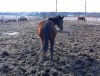 Horse SOLD: DANILY SPRING CREEK- Photo 1
