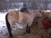 Horse For Sale: DIAMONDS IMAGE TWO- Photo 1