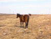 Horse For Sale: NOT FOURSAKEN- Photo 1