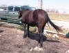 Horse For Sale: PROFESSOR DOCS ALIBI- Photo 1