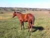 Horse SOLD: STAR & JACKIE- Photo 1