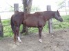 Horse For Sale: JR I'm Kiddin Tee Jay- Photo 1
