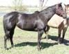 Horse For Sale: Lindy Kidlook- Photo 1