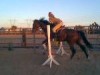 Horse For Sale: cobalt- Photo 1