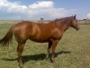 Horse For Sale: CHEX DREAM GIRL- Photo 1