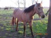 BLUES BUCKEY- Photo 2