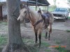 BLUES BUCKEY- Photo 3