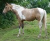 Horse For Sale: bogey man- Photo 1