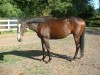 Horse For Sale: El Pronto- Photo 1