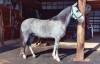 Horse SOLD: Capuchello del WP- Photo 1