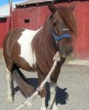 Horse SOLD: CISCO- Photo 1