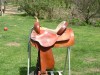 Horse For Sale: Bona Allen- Photo 1