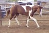 Horse For Stud: TANKS TUFF COWBOY- Photo 1