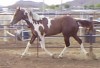TANKS TUFF COWBOY- Photo 2