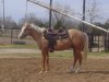 Horse For Sale: IM A LITTLE BUNKER- Photo 1
