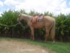 Horse For Sale: SHEZA FOXY MISS- Photo 1