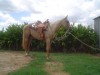SHEZA FOXY MISS- Photo 2