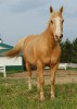 Horse For Sale: Hoot- Photo 1