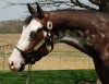 Horse SOLD: Splash of Style- Photo 1