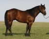 Horse For Stud: PC Lonewood Special- Photo 1
