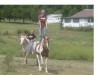 Horse For Sale: Horse training avalible!!- Photo 1