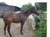 Horse For Stud: Hotrod Rey Gay- Photo 1