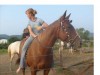 Horse training avalible!!- Photo 3