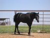 Horse SOLD: HH TWO TIMIN PEANUT- Photo 1