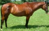 Horse For Sale: Miss Rodeo San- Photo 1