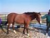 Horse For Sale: April- Photo 1