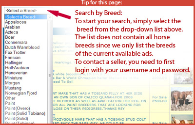 Horses for sale search page tip